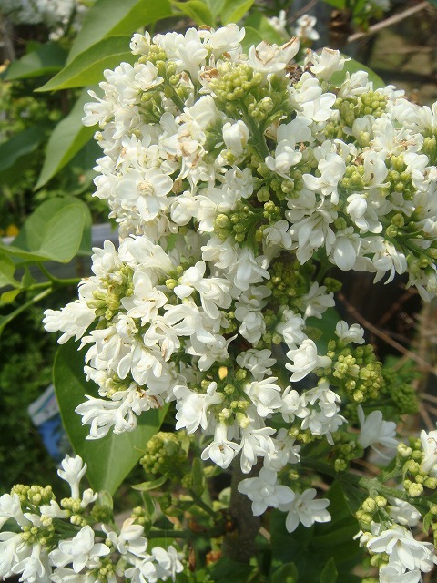 楽天市場 ライラック 苗 白花 品種 白花ライラック 根巻き苗 庭木 落葉樹 シンボルツリー 苗木部 ｂｙ 花ひろばオンライン