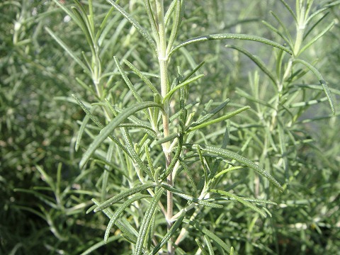 楽天市場 ローズマリー マリンブルー 3号ポット苗 ハーブ苗 苗木部 ｂｙ 花ひろばオンライン