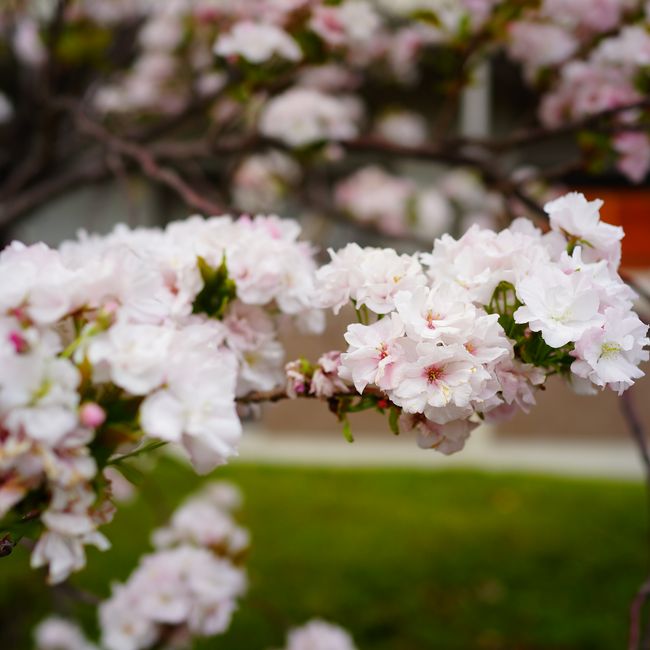 楽天市場 桜 苗木 さくら 天の川 1年生 接ぎ木 苗 サクラ 予約販売12月頃入荷予定 苗木部 ｂｙ 花ひろばオンライン