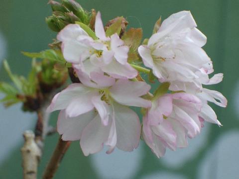 楽天市場 さくら盆栽 一才桜 旭山 花芽つき 白鉢苗 数量限定販売 苗木部 ｂｙ 花ひろばオンライン