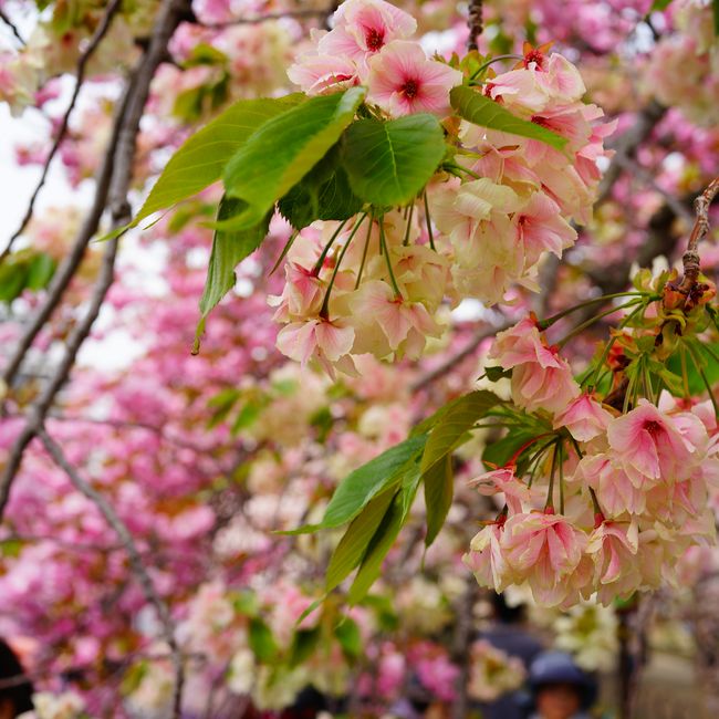 楽天市場 黄桜 苗木 さくら 鬱金 右近 ウコン 1年生 接ぎ木 苗 苗木部 ｂｙ 花ひろばオンライン