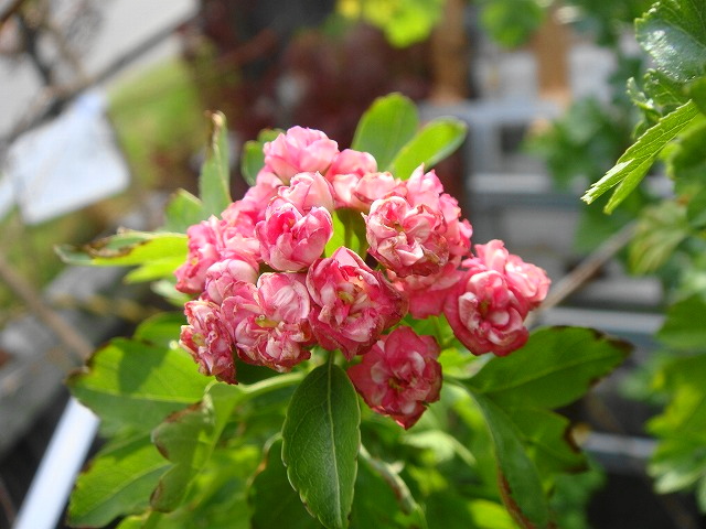 楽天市場 八重紅花サンザシ メイフラワー ポット苗 庭木 落葉樹 低木 観賞花木 苗木部 ｂｙ 花ひろばオンライン