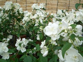 楽天市場 バイカウツギ 根巻き苗 庭木 落葉樹 低木 苗木部 ｂｙ 花ひろばオンライン