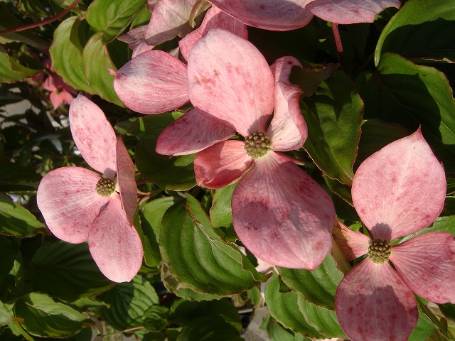 楽天市場 ヤマボウシ 赤花ヤマボウシ サトミ ポット苗 庭木 落葉樹 シンボルツリー 観賞花木 苗木部 ｂｙ 花ひろばオンライン