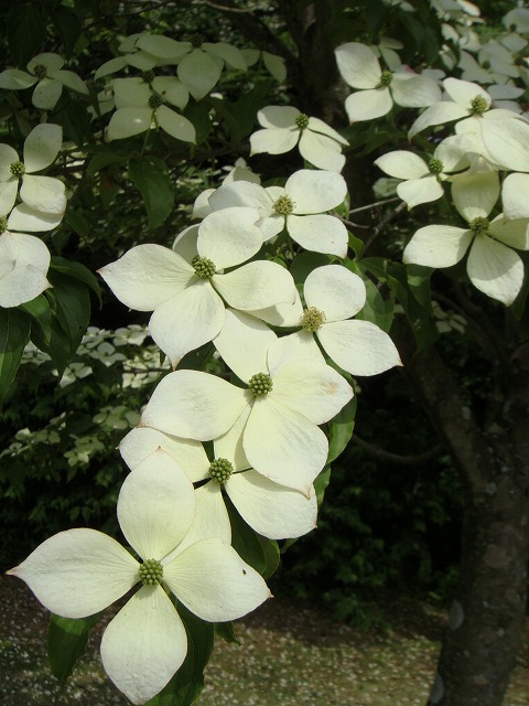 楽天市場 ヤマボウシ 白花 ポット苗 庭木 落葉樹 シンボルツリー 観賞花木 苗木部 ｂｙ 花ひろばオンライン