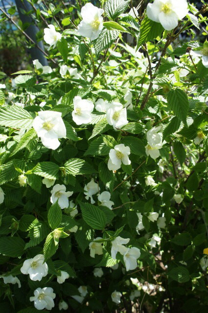 楽天市場 シロヤマブキ 根巻き苗 苗木部 ｂｙ 花ひろばオンライン