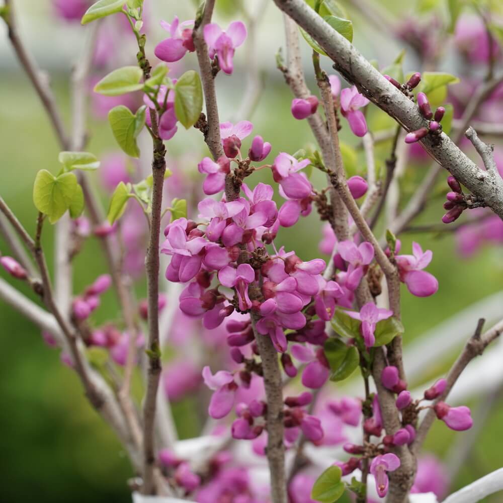 楽天市場】アメリカハナズオウ 低木 花 庭木 ガーデニング 紅葉