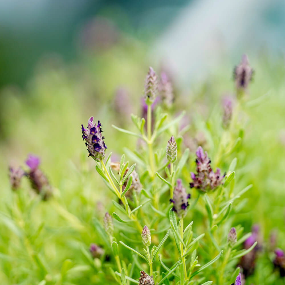 楽天市場】【ラバンドゥラ属】イングリッシュ系ラベンダーアラルディ