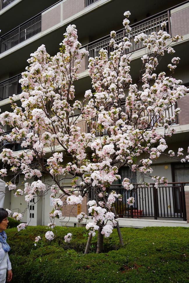 楽天市場 ほうき桜 天の川 1年生 接ぎ木 苗 苗木部 ｂｙ 花ひろばオンライン