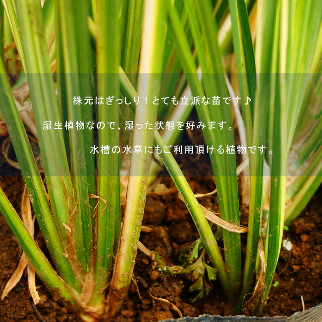 楽天市場 斑入りセキショウ 斑入り石菖 ポット苗 宿根草 苗 多年草 耐寒性 グランドカバー 寄せ植え 日陰 苗木部 ｂｙ 花ひろばオンライン