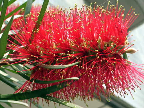 楽天市場】【ホワイトアンザック】 ブラシノキ （カリステモン