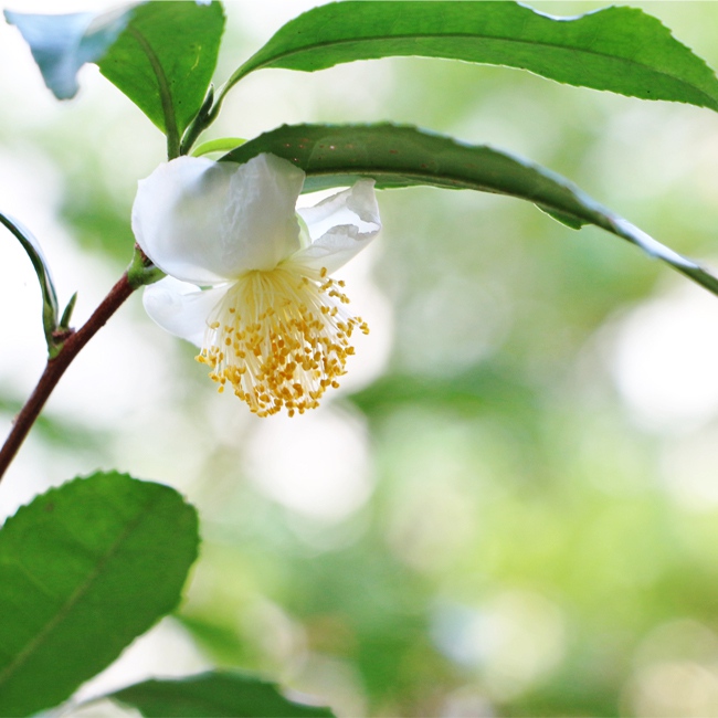 旨味と渋みのバランスが良くて優雅な香り 低木 ヤブキタ茶 お茶の木 お茶の木 やぶきた茶 ポット苗 目隠し 生垣セット ポット苗 8本 日本茶の代名品種 生垣 低木 目隠し 庭木 常緑樹 苗木部 ｂｙ 花ひろばオンライン