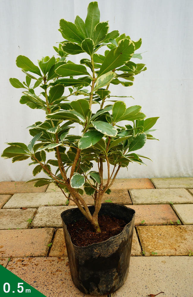 楽天市場 斑入りトベラ 5号ポット苗 庭木 常緑樹 低木 苗木部 ｂｙ 花ひろばオンライン