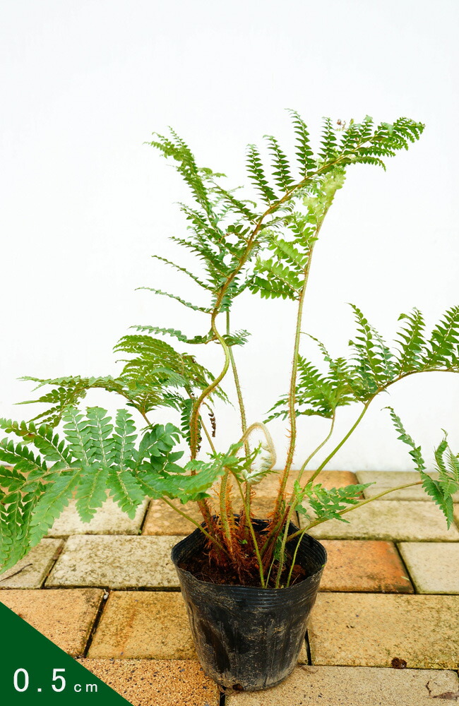 楽天市場 イノデシダ ポット苗 シダ植物 耐寒陰性強 グランドカバー 寄せ植え 日陰 苗木部 ｂｙ 花ひろばオンライン