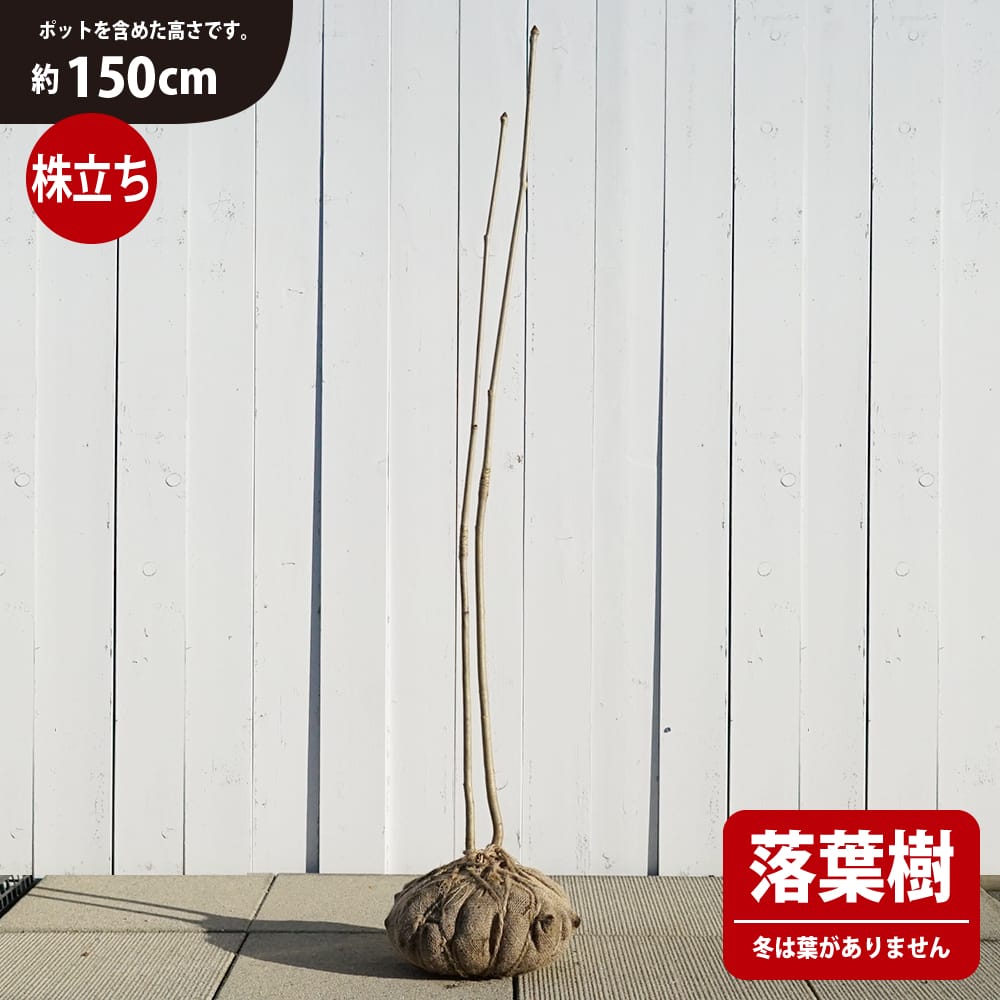 【コシアブラ】 株立ち 根巻き大苗（H:150cm） 山掘り、天然 幻の山菜苗 天然木 大型宅配便・特大梱包 北海道・沖縄県・離島への発送不可