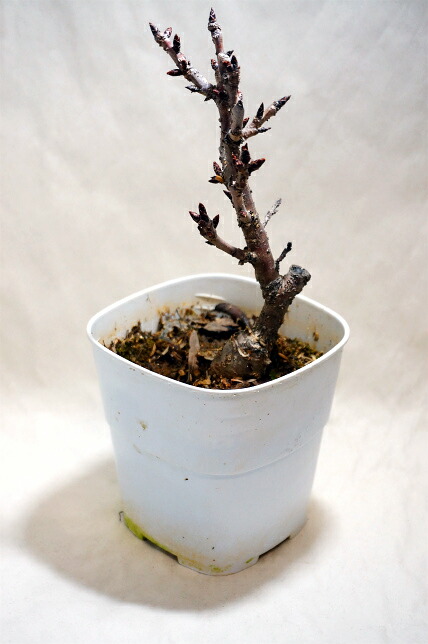 楽天市場 さくら盆栽 一才桜 旭山 花芽つき 白鉢苗 数量限定販売 苗木部 ｂｙ 花ひろばオンライン