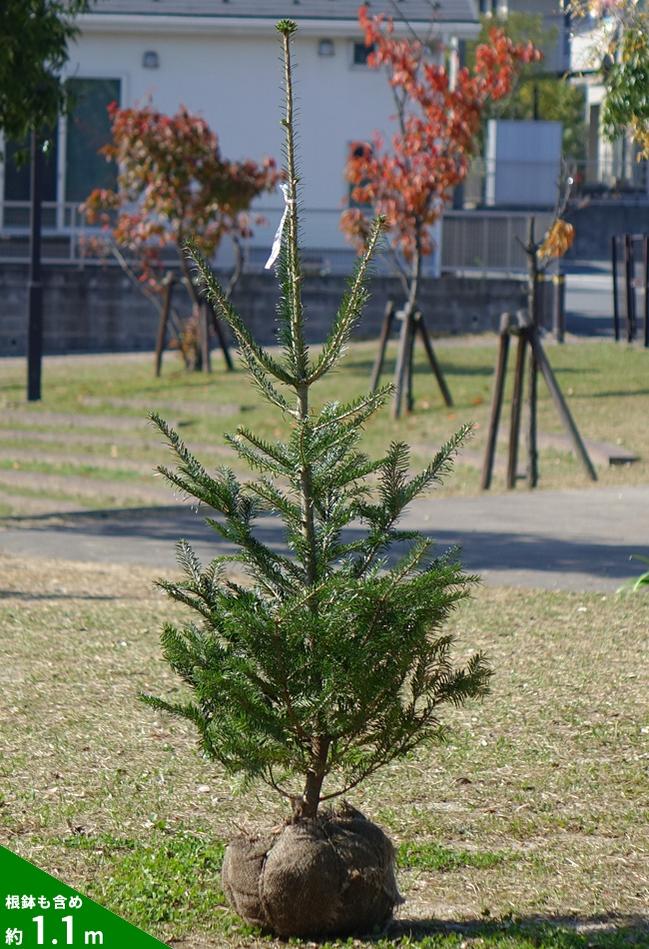 楽天市場 本物のクリスマスツリー もみの木 ウラジロモミ 1 1m 根巻き苗 庭木 モミノキ 西濃運輸お届け 北海道 沖縄 離島不可 苗木部 ｂｙ 花ひろばオンライン