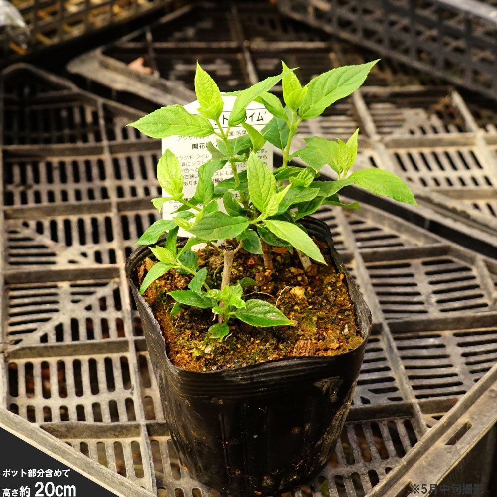 楽天市場 ノリウツギ リトルライム 5号ポット苗 苗木部 ｂｙ 花ひろばオンライン