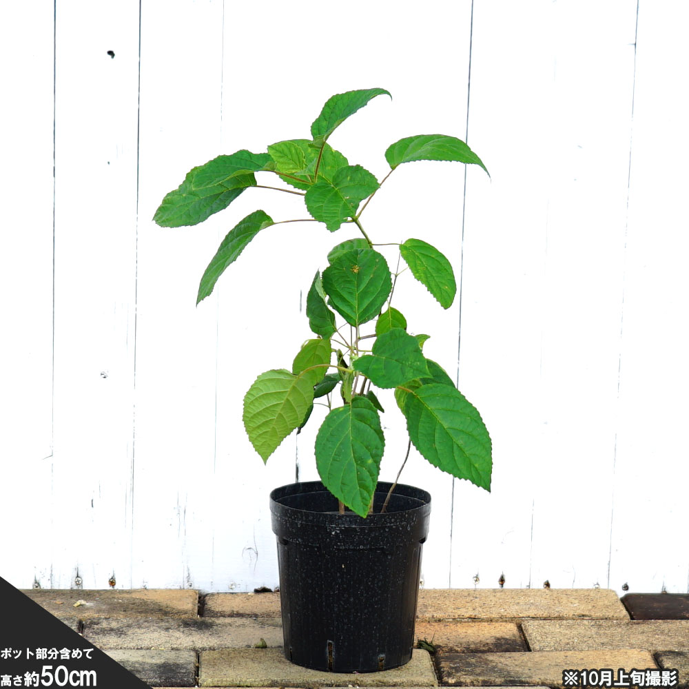 楽天市場 ピンクアナベル ピンカーベル あじさい 鉢苗 苗木部 ｂｙ 花ひろばオンライン