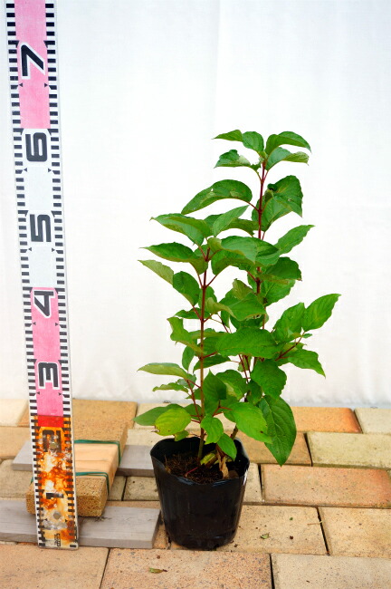 楽天市場 サンゴミズキ コルヌスアルバ ポット苗 庭木 落葉樹 低木 生垣 苗木部 ｂｙ 花ひろばオンライン