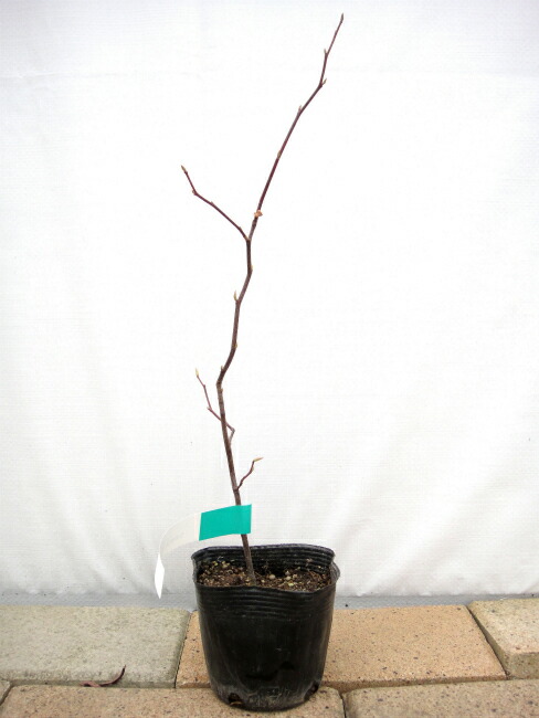 楽天市場】アズキナシ 3.5号ポット苗 【里の木シリーズ】 : 苗木部