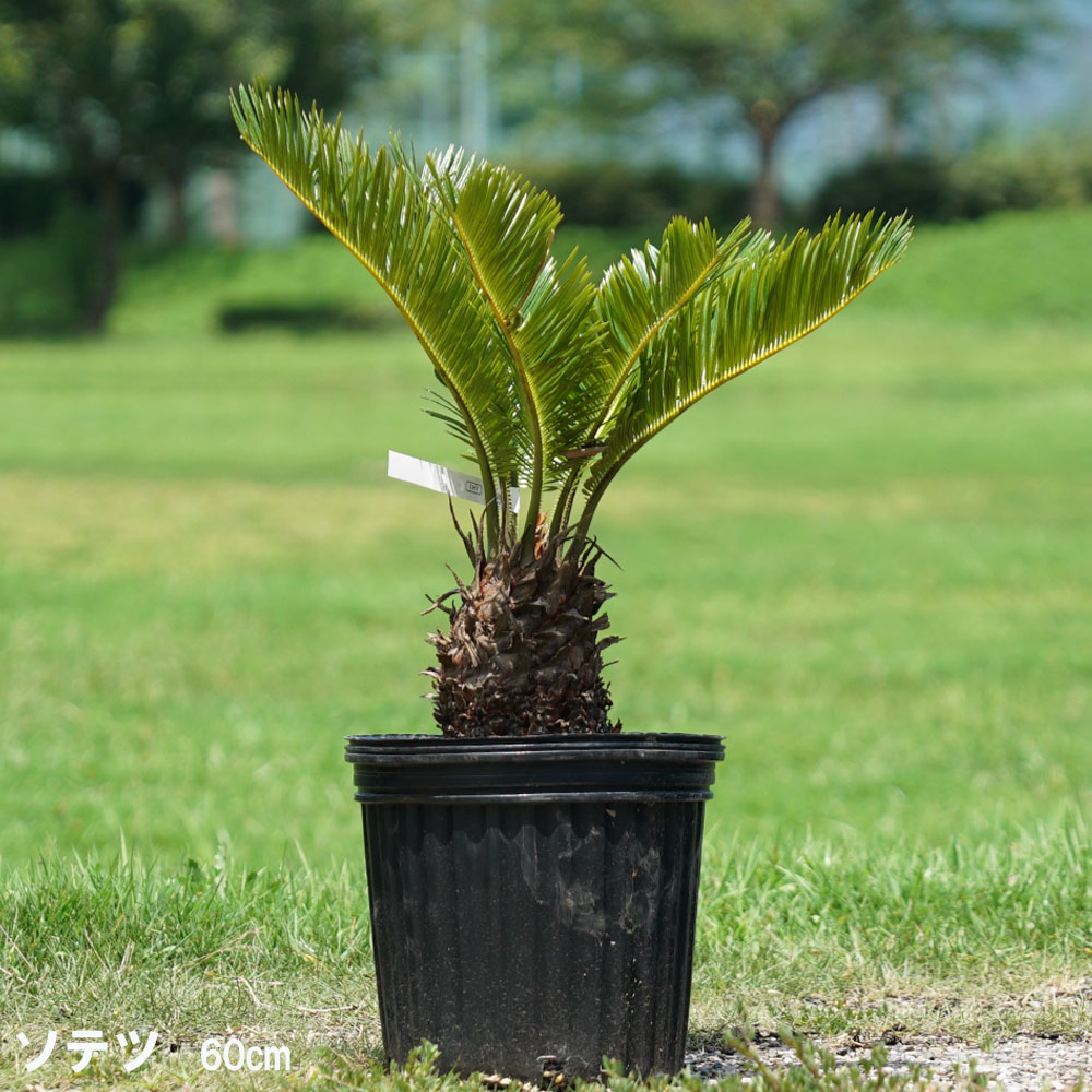 楽天市場】蘇鉄 (ソテツ) 60cm Good Style 苗 観葉植物 : 苗木部 ｂｙ