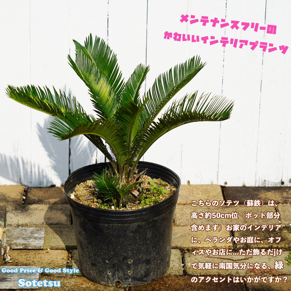 楽天市場 蘇鉄 ソテツ 50cm Good Style 観葉植物 庭木 常緑樹 本数限定販売 苗木部 ｂｙ 花ひろばオンライン