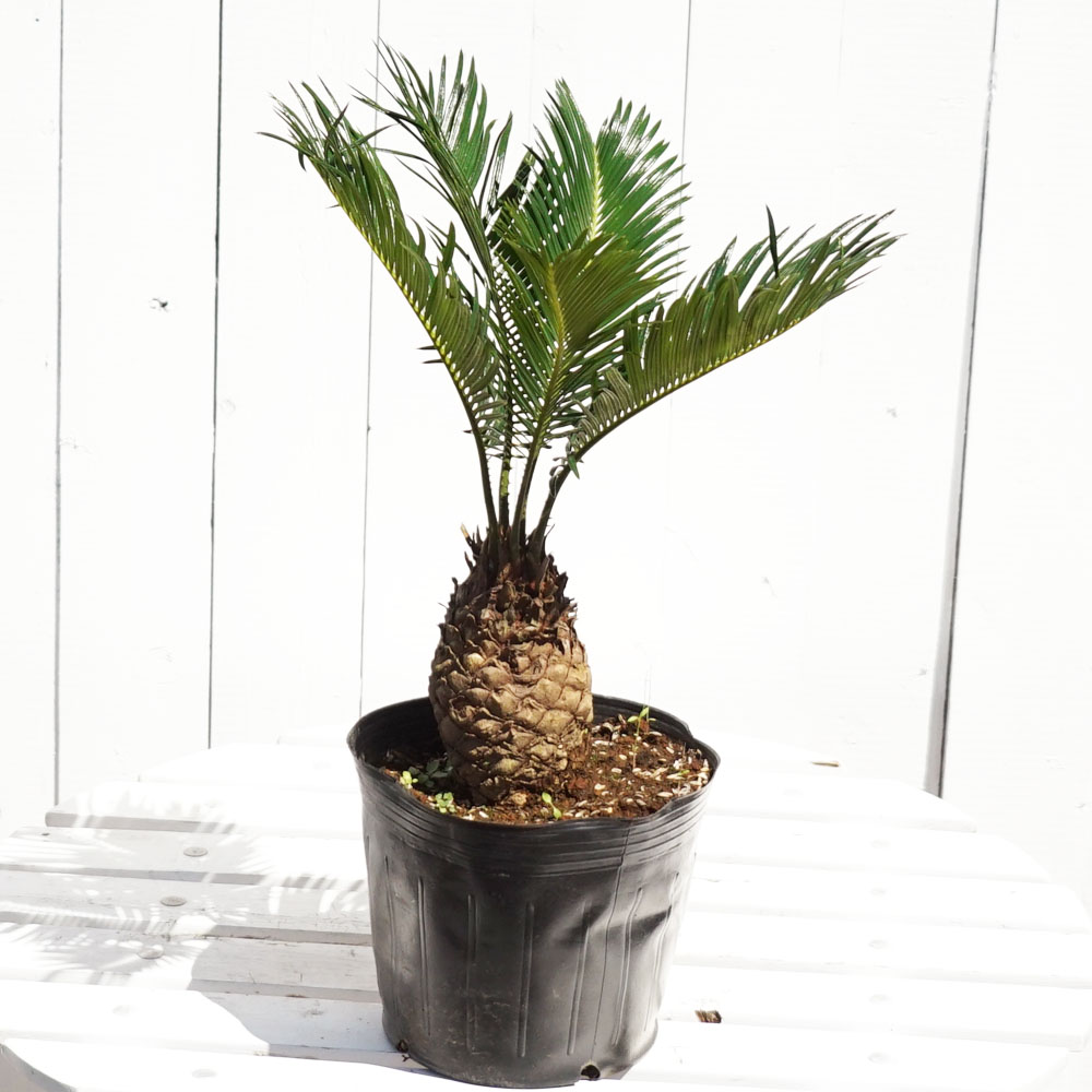 楽天市場】蘇鉄 (ソテツ) 80cm Good Style 大苗 観葉植物 : 苗木