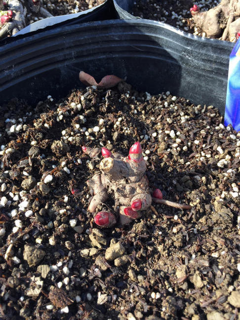 楽天市場 芍薬 シャクヤク サラベルナール 4号ポット苗 落葉樹 グランドカバー 低木 苗木部 ｂｙ 花ひろばオンライン