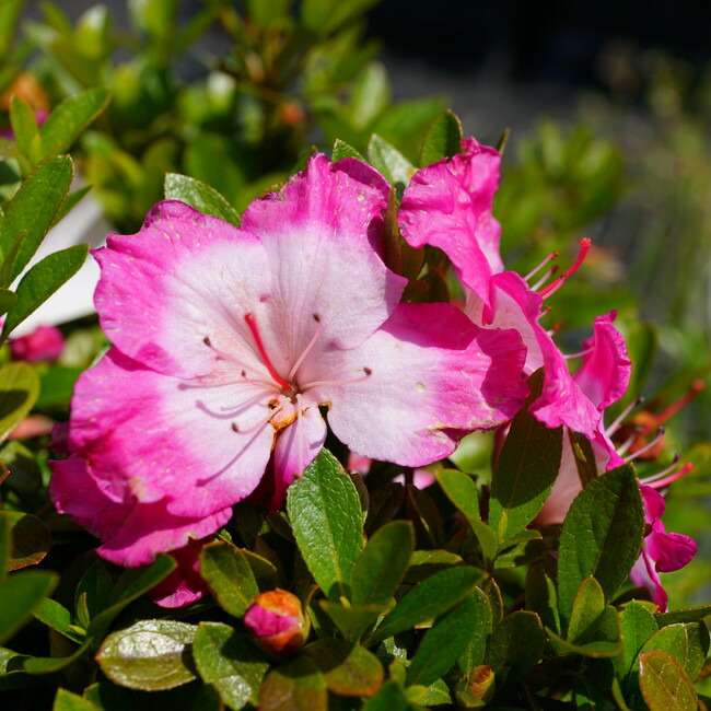 常緑樹 サツキ 花 ガーデン Diy グランドカバー 4号ポット苗 白地に鮮やかなローズピンク 丸弁で愛らしい品種です サツキ 12本セット 送料無料 大和の月 4号ポット苗 予約販売9月末 10月頃入荷 発送予定 植木 Southernoaksfuneralservice Com