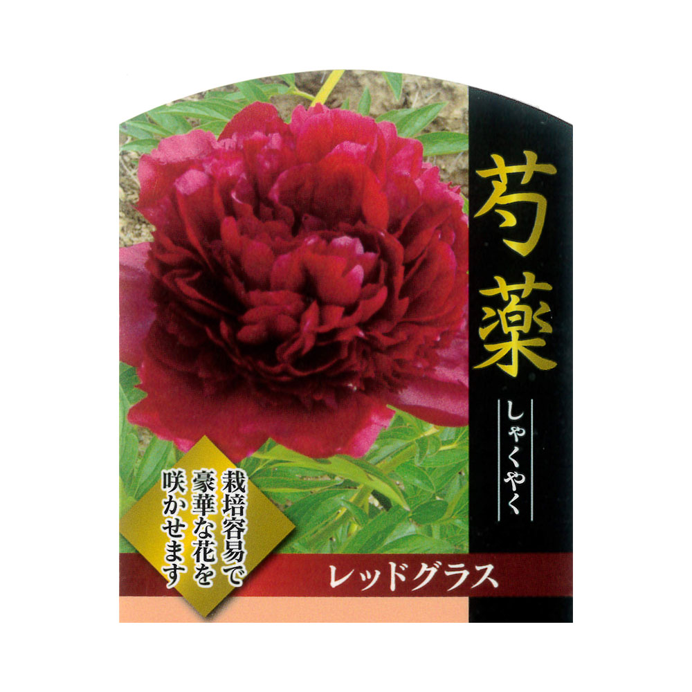 楽天市場 芍薬 レッドグラス 4号ポット苗 苗木部 ｂｙ 花ひろばオンライン