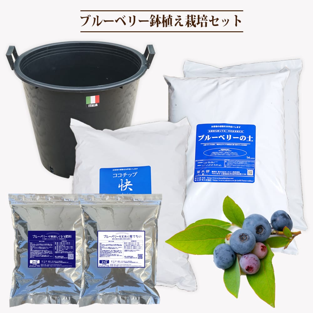 果樹の苗木3鉢セット 高品質 好きな品種が選べる 柑橘系果樹苗 3本セット 樹高90cm