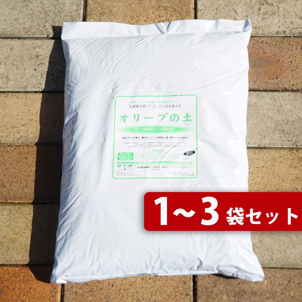 オリーブの木 約1.2m 生育中 白ポット オリーブの木 約1.2m 生育中 白ポット オリーブの木 約1.2m