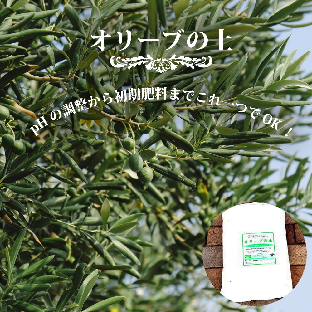 楽天市場 オリーブの土 肥料入り 14l 資材 オリーブ 鉢植え専用 培養土 苗木部 by 花ひろばオンライン 楽天市場 オリーブの土 肥料入り 14l 資材 オリーブ 鉢植え専用 培養土 苗木部 by 花ひろばオンライン