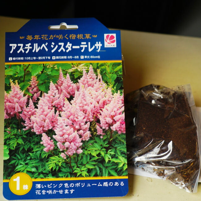 楽天市場 アスチルベ シスターテレサ 袋詰め球根 1株入 予約販売11月末頃入荷予定 苗木部 ｂｙ 花ひろばオンライン