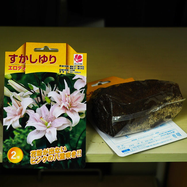 楽天市場 ユリ 球根 透百合 スカシユリ エロディ 八重咲き 2球 ピンク系 すかしゆり 植え付け時期4 5月 苗木部 ｂｙ 花ひろばオンライン
