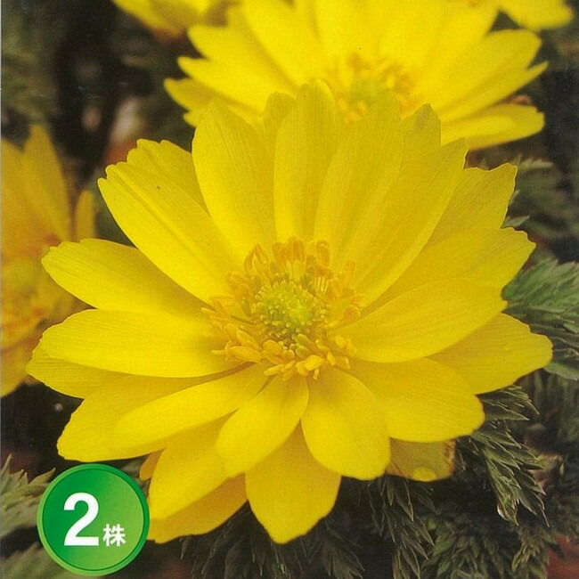 球根　水仙　ラッパ咲き　黄　No.6 球根 水仙 ラッパ咲き 黄 No.6 球根 水仙 ラッパ咲き 黄 No.6 楽天市場