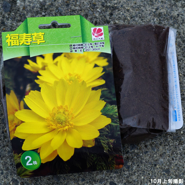 球根 2株入 植え付け時期9月上旬 翌年2月中旬 球根 2株入 植え付け時期9月上旬 翌年2月中旬