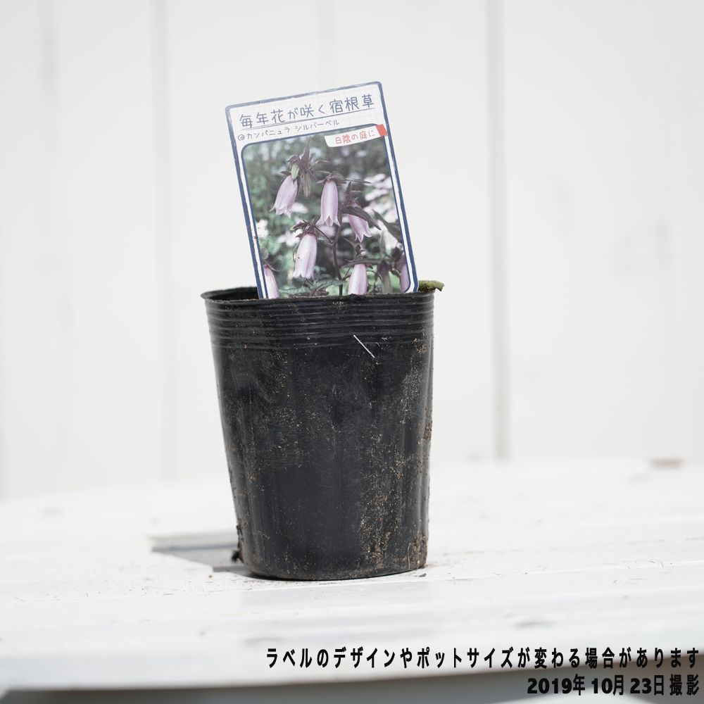 楽天市場 カンパニュラ シルバーベル ポット苗 予約販売10月中旬頃入荷予定 苗木部 ｂｙ 花ひろばオンライン