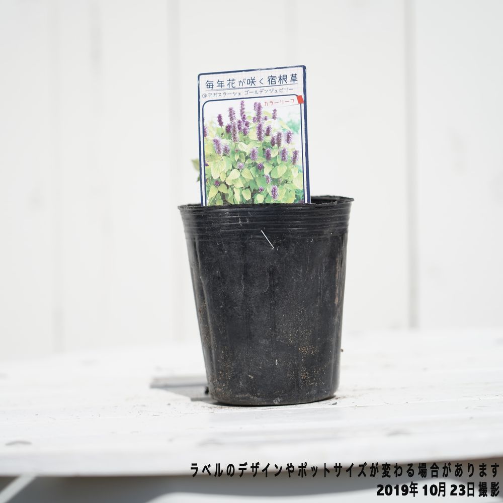 楽天市場 アガスターシェ ゴールデンジュビリー ポット苗 予約販売10月中旬頃入荷予定 苗木部 ｂｙ 花ひろばオンライン