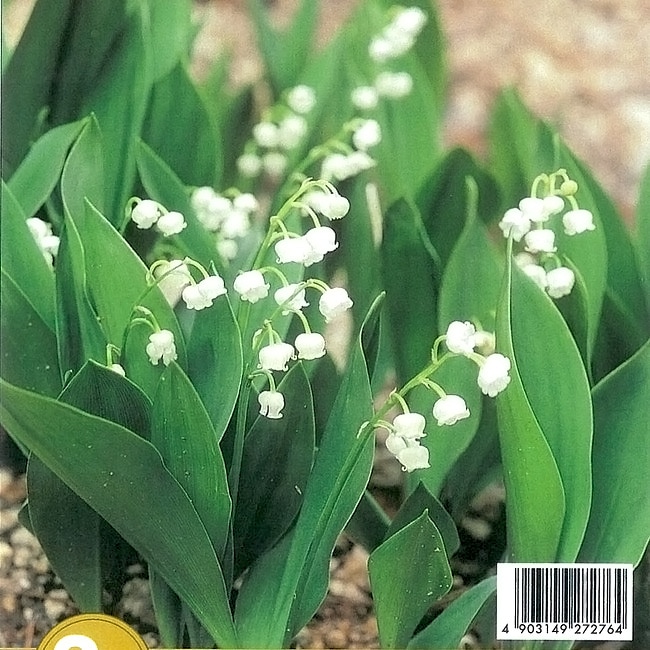 すずらん♡苗 可愛い白のお花付き球根♡寄せ植え 鉢植え 植木鉢 プランター 苗 - インテリア小物