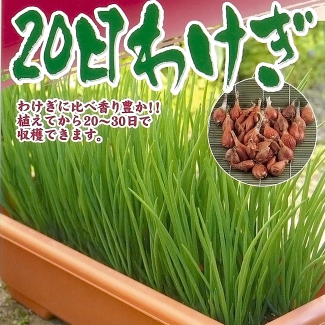 楽天市場 球根 日わけぎ 150g 植え付け時期10月下旬まで 苗木部 ｂｙ 花ひろばオンライン