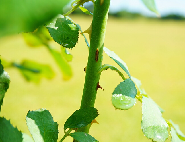 バラ苗 リバプールエコー 長尺苗 つるバラ トゲが少ない 花ひろば トゲが少ない 四季咲き 強健 庭木 バラ 薔薇 西濃運輸お届け 北海道 沖縄 離島不可 予約販売9月頃入荷予定