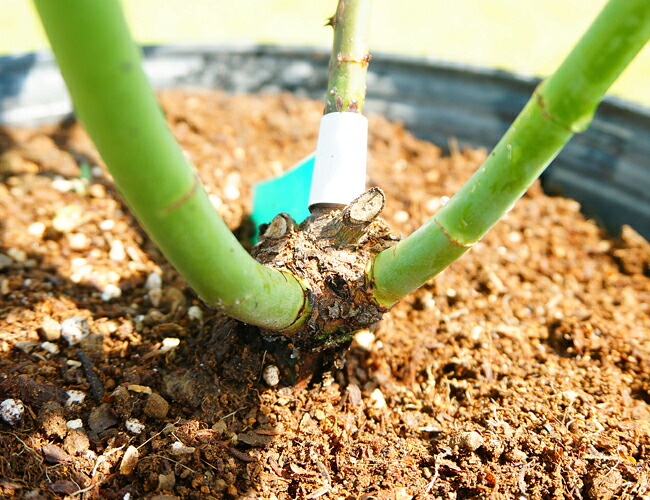 バラ苗 リバプールエコー 長尺苗 つるバラ トゲが少ない 花ひろば トゲが少ない 四季咲き 強健 庭木 バラ 薔薇 西濃運輸お届け 北海道 沖縄 離島不可 予約販売9月頃入荷予定