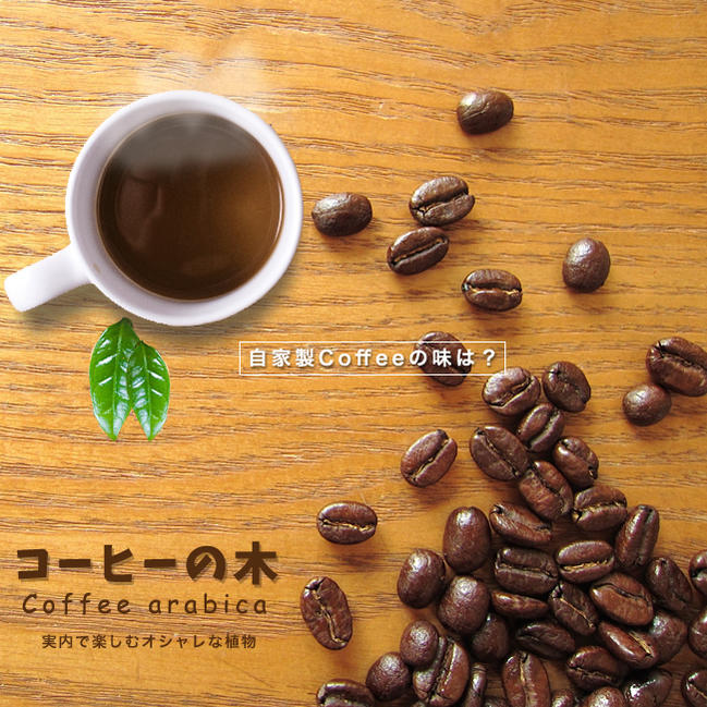 楽天市場】コーヒーの木 5号ポット苗 : 苗木部 by 花ひろば