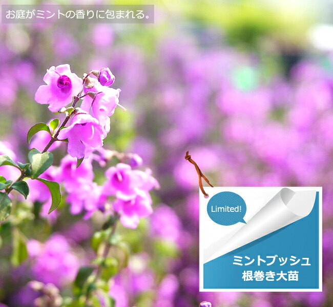 楽天市場 珍しい花木 ミントブッシュ ミントの香りの生垣向け苗 根巻き苗 庭木 生垣 目隠し 苗木部 ｂｙ 花ひろばオンライン
