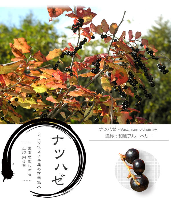 楽天市場 ナツハゼ 里の木シリーズ 庭木 落葉樹 低木 生垣 シンボルツリー 紅葉 苗木部 ｂｙ 花ひろばオンライン