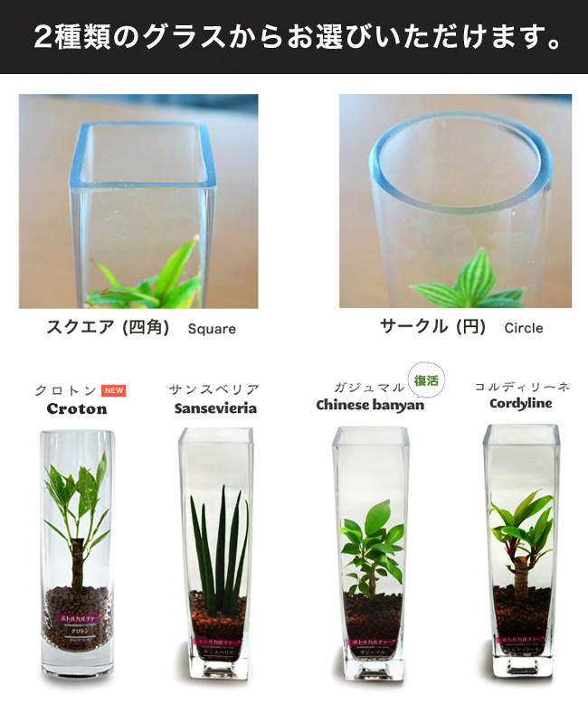 スプリングフェア 母の日 ギフト プレゼント グリーインテリア 観葉植物 送料無料 ボトルカルチャー 2個セット ハイドロカルチャー インテリア ガジュ 人気第6位 Www Songtainews Net