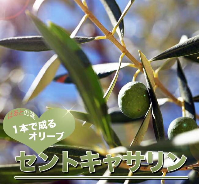 楽天市場 オリーブの木 1本でなる セントキャサリン 3年生 庭木 常緑樹 シンボルツリー オリーブ 苗 苗木 苗木部 ｂｙ 花ひろばオンライン