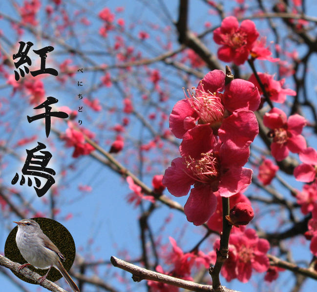 楽天市場 花梅苗木 ハナウメ 紅千鳥梅 2年生苗 庭木 落葉樹 シンボルツリー 観賞花木 苗木部 ｂｙ 花ひろばオンライン